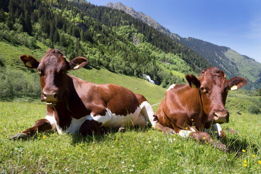 Apartamento Neuhaushof Hollersbach im Pinzgau Exterior foto